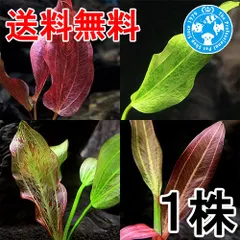 2026年最新】エキノドルスの人気アイテム - メルカリ