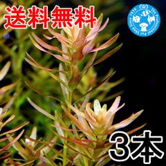 （ネコポス）ロタラｓｐ.インレー湖（水中葉）（無農薬）（３本）（４０５３８２）