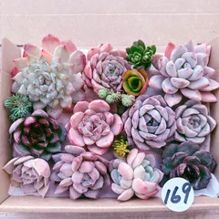 169 多肉植物寄せ植えセット
