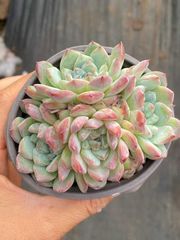 18株の抜き苗セット】小人祭り錦 多肉植物 佐川急便発送 エケベリア