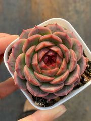 50株の抜き苗セット】シルバースノー 多肉植物 佐川急便発送