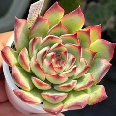 2025年最新】優木園さんの人気アイテム - メルカリ