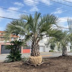 ダブルヘッド】ソテツ - メルカリ