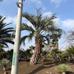 ワシントンヤシ 極太 極太幹】ワシントンヤシ - メルカリ
