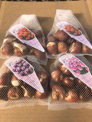 2025年最新】球根セットの人気アイテム - メルカリ