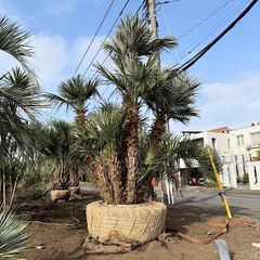 ダブルヘッド】ソテツ - メルカリ