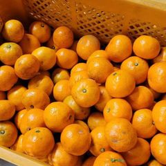 有田みかん　大玉　8キロ（箱込）