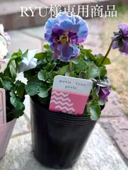 プティフール　ビオラ　花　苗　送料込み
