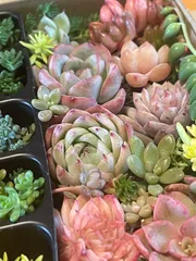 多肉植物　寄せ植えセット　詰め合わせセット　エケベリア  セダム  多肉弁当　韓国苗