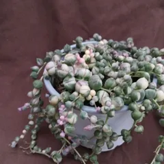 ピンク色強め 斑入りグリーンネックレス