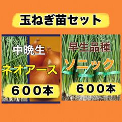 玉ねぎ苗セット‼️ソニック600本➕ネオアース600本‼️玉ねぎ苗