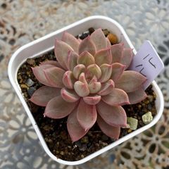 みかん☆様お取り置き・多肉☆ラズベリーアイス群生株・抜き苗 みかん