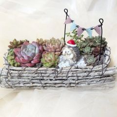 ❤️専用❤️多肉植物❤️そのまま飾れる寄せ植え❤️ハートうさぎ