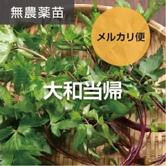 2025年最新】大和当帰 苗の人気アイテム - メルカリ