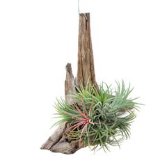 チランジア ブルボーサクランプ 特大size 流木付 - メルカリ