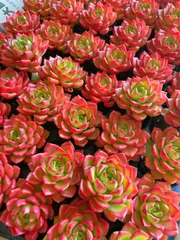 お得な9苗セット！cozさん・韓国苗　札付き・メルカリ便発送！ お得な9苗セット！cozさん・韓国苗 札付き・メルカリ便発送！ 2025