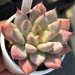 ☆人気交配苗！☆トリマネンシス×リンゼアナ 多肉植物（抜き苗・速達付