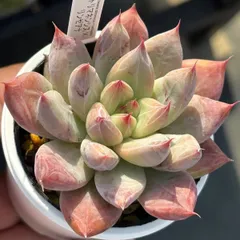 2025年最新】リンゼアナの人気アイテム - メルカリ