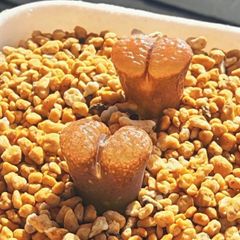 稀少 コンゴ大結晶 アメジストクラスター 2.5Kg天然石 玄関開運 置物