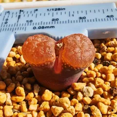 2025年最新】コノフィツムの人気アイテム - メルカリ