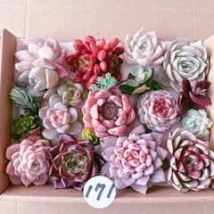 171 多肉植物寄せ植えセット