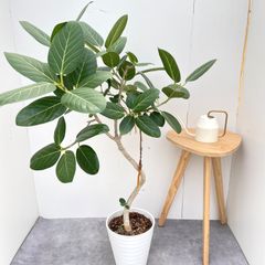 フィカス ベンガレンシス 曲がり 13【現品】観葉植物 大型 室内 - メルカリ
