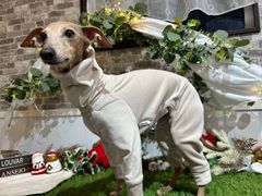 ALPHAICON 犬用つなぎ服 ライトブルーXL - メルカリ