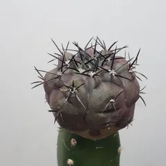 2025年最新】黒王丸 実生の人気アイテム - メルカリ