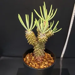 2025年最新】チレコドンの人気アイテム - メルカリ