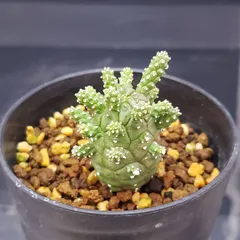 2025年最新】ユーフォルビアガムケンシスの人気アイテム - メルカリ