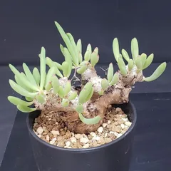 2025年最新】チレコドン 万物想の人気アイテム - メルカリ