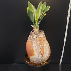 2025年最新】ブーファン ハエマンソイデスの人気アイテム - メルカリ