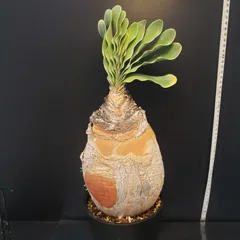 2025年最新】ブーファン ハエマンソイデスの人気アイテム - メルカリ