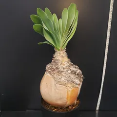 2025年最新】ブーファン ハエマンソイデスの人気アイテム - メルカリ