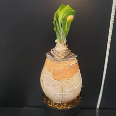 セ*道様 K14「球根植物」ブーファン ハエマンソイデス 産地株 20株