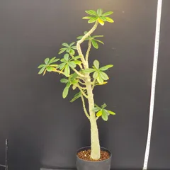 2025年最新】ドルステニア ギガス 実生の人気アイテム - メルカリ