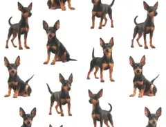 【ゆきちゃん限定】X2514 トイマンチェスターテリア 白 生地 1m