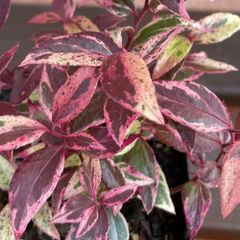 セイヨウイワナンテン(西洋岩南天) メルベイユ 3号(直径9cm) ポット苗 1株  常緑低木 イングリッシュガーデン　観葉植物　寄せ植え