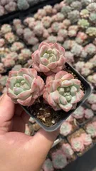 【50株の抜き苗セット】ピンククリスタル　多肉植物　佐川急便発送　エケベリア　韓国苗　RC2095