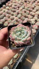 【50株の抜き苗セット】ピンククリスタル　多肉植物　佐川急便発送　エケベリア　韓国苗　RC2096