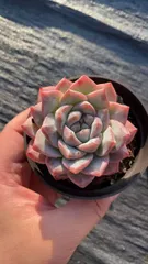 【18株の抜き苗セット】ピンククリスタル　多肉植物　佐川急便発送　エケベリア　韓国苗　RC2155