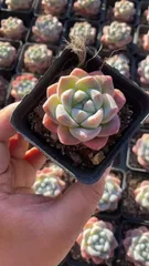 【50株の抜き苗セット】アイスグリーン単頭　多肉植物　佐川急便発送　エケベリア　韓国苗　RC2188