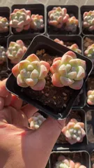 【50株の抜き苗セット】アイスグリーン２頭　多肉植物　佐川急便発送　エケベリア　韓国苗　RC2189