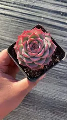 【50株の抜き苗セット】ピンククリスタル　多肉植物　佐川急便発送　エケベリア　韓国苗　RC2213