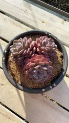 【4株の抜き苗セット】レッドオレンジ3頭　多肉植物　佐川急便発送　エケベリア　韓国苗　Z1840