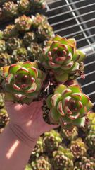 50株の抜き苗セット】アイスグリーン単頭 多肉植物 佐川急便発送