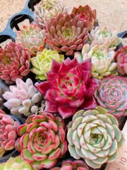 多肉植物　綴化セット　ピンクジェニー 新入荷 大人気 多肉植物 エケベリア ピンクジェニー 超美苗 レア種