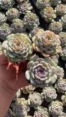 新発売　Z1831　スノーフェース　50苗セット　土と根付き　多肉植物　エケベリア　韓国苗　サボテン　詰め合わせ　寄せ植え