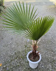 ワシントンヤシ　ゆうゆうメルカリ便発送 2025年最新】ワシントンヤシの人気アイテム - メルカリ