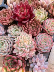 2025年最新】エケベリア 錦の人気アイテム - メルカリ